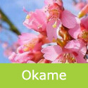 Bare Root Prunus Okame Ornamental Cherry Tree , AWARD + PINK + SMALL**FREE UK MAINLAND DELIVERY + FREE 100% TREE WARRANTY**